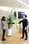영주2동행정복지센터, 100년에 한 번 피는 용설란 꽃 만개 ‘화제’ 