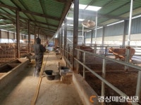 영천, 가축시장 폐쇄…구제역 더는 안돼!