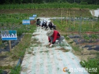 예천, 주말농장 조성ㆍ분양