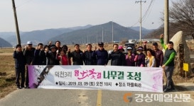 경주 덕천3리, 도로변 왕벚꽃나무길 조성