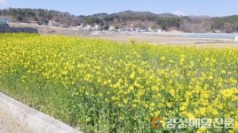 <포토>올골마을 유채꽃 만개