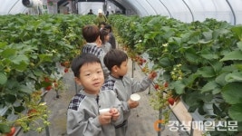 안동 길안초 병설유치원, 딸기따기 체험