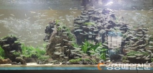 경북 토속어류산업화센터, 토속관상어 특별전시관 운영