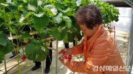 영주 이산초ㆍ어르신, 딸기체험 