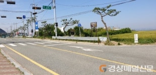 포항 해송 200그루, 명품 가로수길 조성