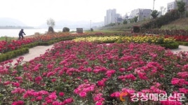 장미향 가득 5월의 포항, 장미도시 면모 갖추다
