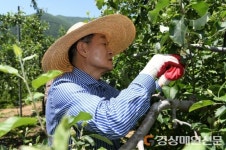 영주, 시청직원 사과 열매솎기 지원