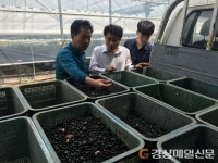 포항시 “우렁아, 친환경 벼 재배 부탁해”