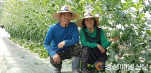 달성, 1인가구 공략 ‘애플수박’ 출하
