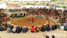 8일, 경산 대학장사 씨름대회