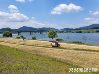칠곡, 낙동강 둔치 보리수확…나눔 실천