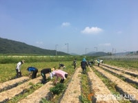 고령 환경과ㆍ우곡면, 농촌 일손돕기