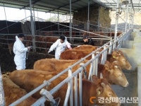 영주, 구제역 예방접종 위반 과태료 강화 