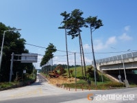 울진 연호~남부 교차로 가로수 이사 간다