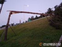 울진 연호~남부 교차로 가로수 이사 간다