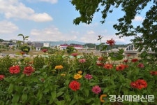 영주2동, 백일홍 만개…도보길 볼거리 제공 