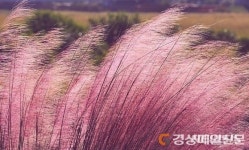 김천 직지사천 둔치에 핑크뮬리 공원 조성