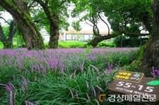 보랏빛 가득 성밖 왕버들 숲, 출사객 ‘유혹’