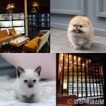  미유펫애견샵, 올바른 반려동물 문화 위해 자체동물병원 운영 눈길