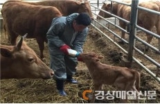 건강한 송아지 생산 ‘초유은행’…농가 호응