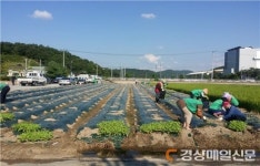 군위 새마을, 이웃돕기 배추 재배