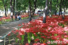 대구 도심 속 활짝 핀 꽃무릇 보러 오이소