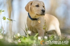 펫시터 반려동물관리사 자격증 무료수강 혜택 특별이벤트 실시