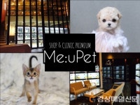 강아지분양, 고양이분양 애견샵 미유펫 ˝가을 맞이 무료분양 이벤트˝ 실시