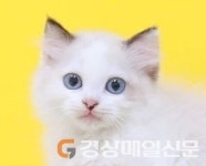 프리미엄 고양이 분양샵 ‘나비캣’, 전문 브리더가 직접 키운 고양이 분양…전문 분양샵으로 ‘호평’