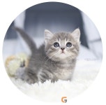 국내 최대규모 쇼룸 보유 고양이 분양샵 ‘가필드고양이’ 130여 마리의 자묘들을 항시 보유해