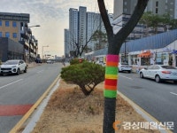포항시 북구청, 초곡지구 알록달록 가로수길 조성