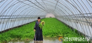 영천 스타미나리 출하…“입맛 돋우네”