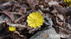 경주국립공원, 변산바람꽃·복수초 ‘활짝’