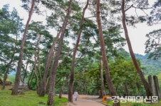 영주, 산림치유원에 소수서원 학자수 기증