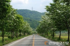 의성군, 국도 28호선 이팝나무 식재