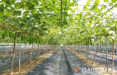 영천, 과실생산유통지원사업‘경북 1위’