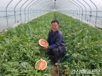 고령 우곡수박 첫 출하