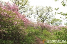 영주국유림관리소, 백두대간 마루금 등산로 정비