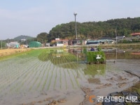 성주군 올해 첫 모내기 시작