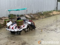 영천지역 본격 모내기 시작