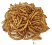 코로나 이후 식량안보, 곤충산업서 답을 찾다