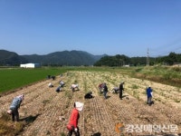 고령 문화유산과ㆍ쌍림면사무소, 농촌 일손돕기
