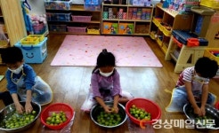 울릉 천부초, 병설유치원 매실청 담그기 체험학습