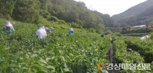 영양읍 행정복지센터, 홍고추 수확 일손돕기