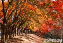 제1회 대구 동구 관광사진 공모전 대상작 `팔공산의 가을`