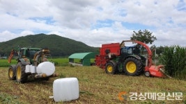 경주시농업기술센터, 사료용 옥수수 수확