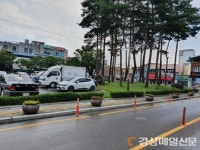 고령군 대가야읍, 가로수 화분에 소국 식재
