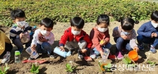영주이산초 병설유치원, 배추 모종심기 실시