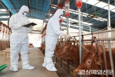 예천, 하반기 구제역 백신 6만8천두 일제접종