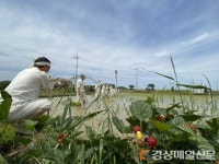 포항흥해농요보존회, 향토 농업문화 계승한다